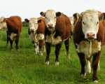 Casamiquela señaló que "las denuncias de incumplimiento sanitario son una maniobra extorsiva de los fondos buitre, acompañada por una excusa de los ganaderos norteamericanos para impedir la apertura de su mercado a la importación de carne".